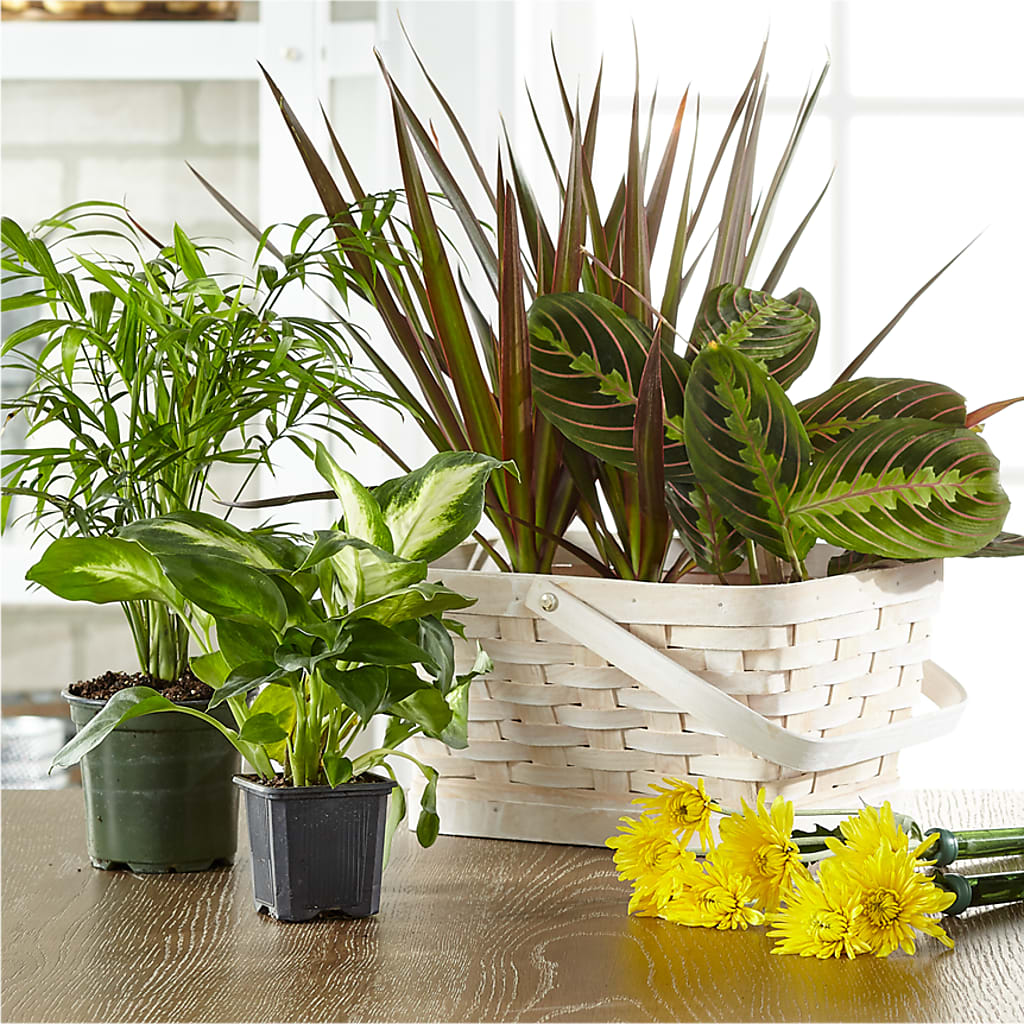 Florist Designed Blooming and Green Plants in a Basket – Leekers Floral, Park City KS
