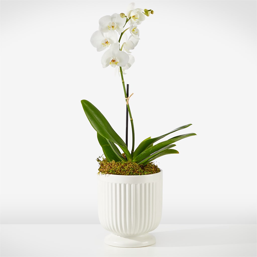 Whispering White Orchid – Leekers Floral, Park City KS