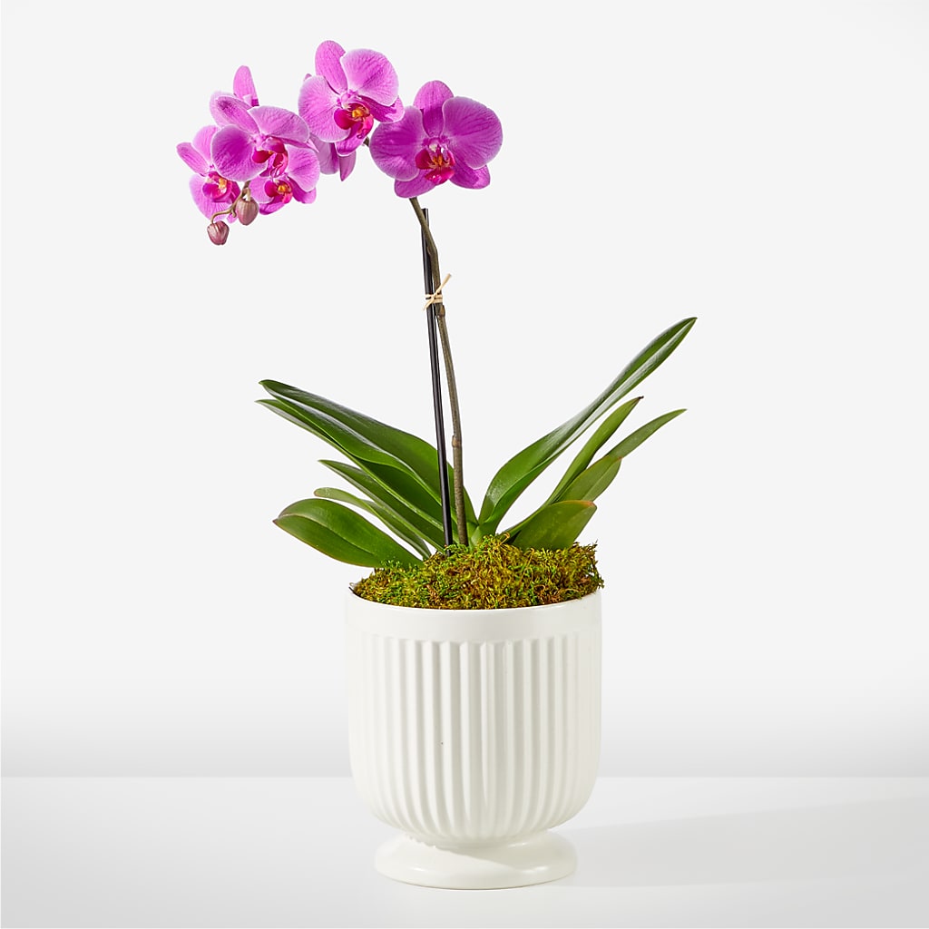 Friendly Fuchsia Orchid – Leekers Floral, Park City KS