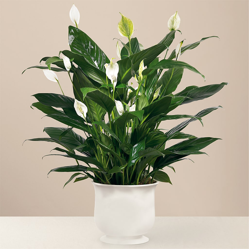 Comfort Planter – Leekers Floral, Park City KS