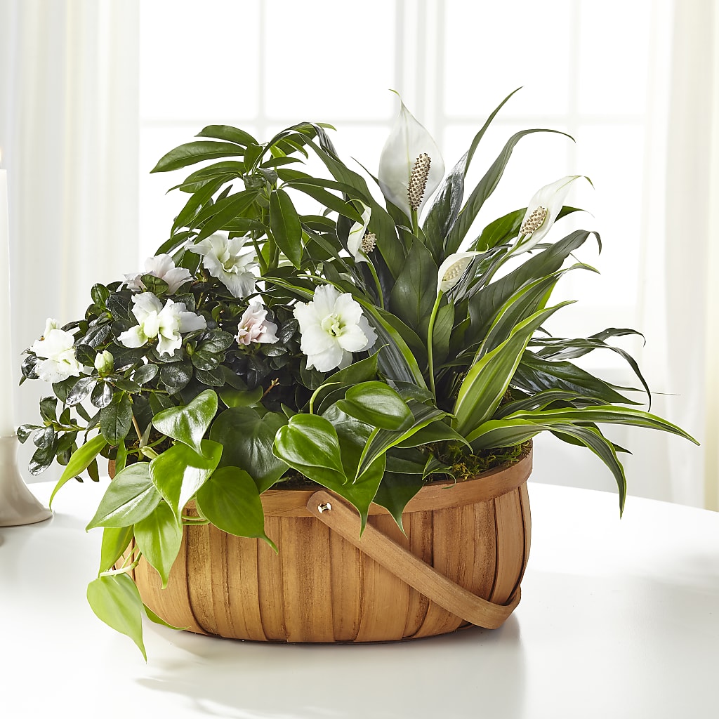 Serene Dishgarden – Leekers Floral, Park City KS