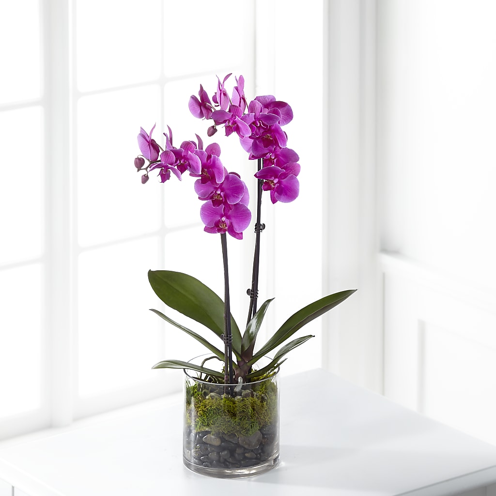 Pink Orchid Plant – Leekers Floral, Park City KS