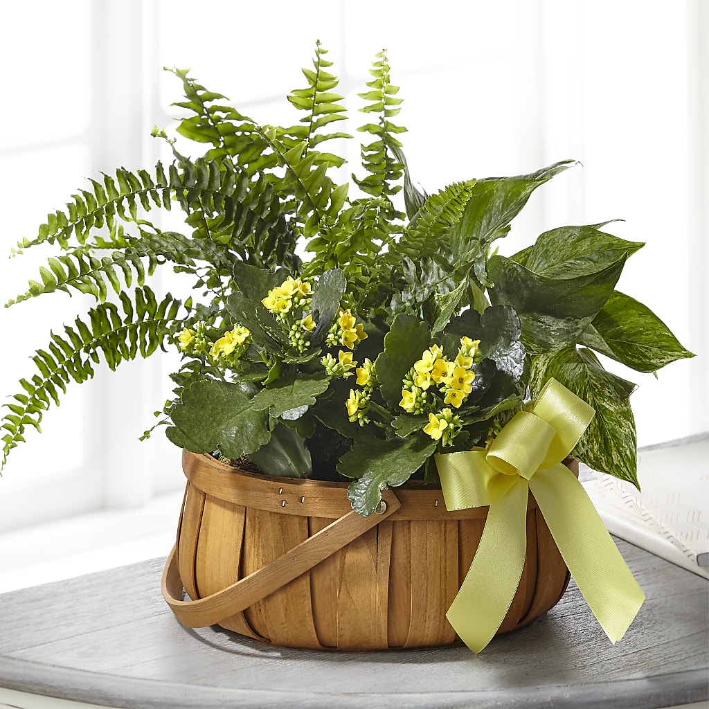 Always Dear Dishgarden – Leekers Floral, Park City KS