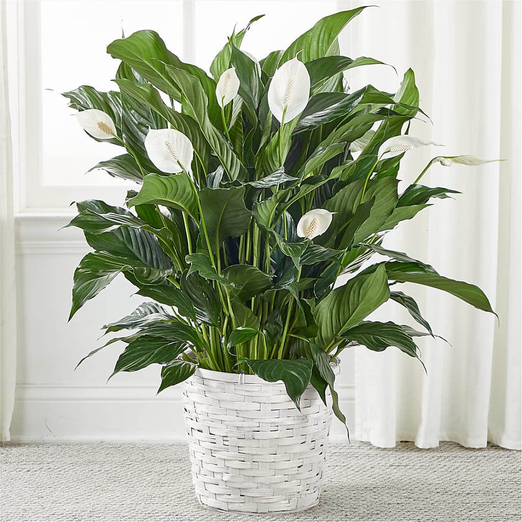 A New Leaf Peace Lily – Leekers Floral, Park City KS