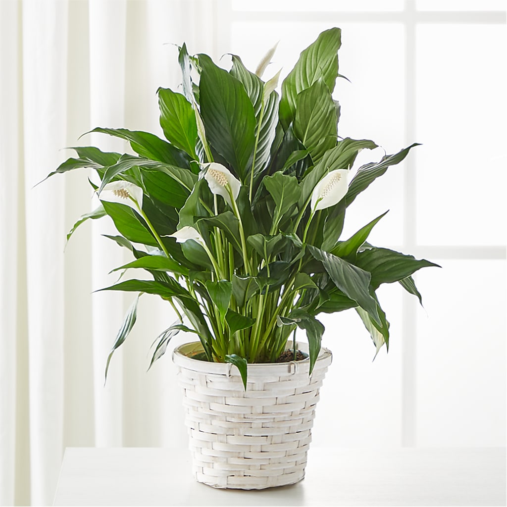 A New Leaf Peace Lily – Leekers Floral, Park City KS