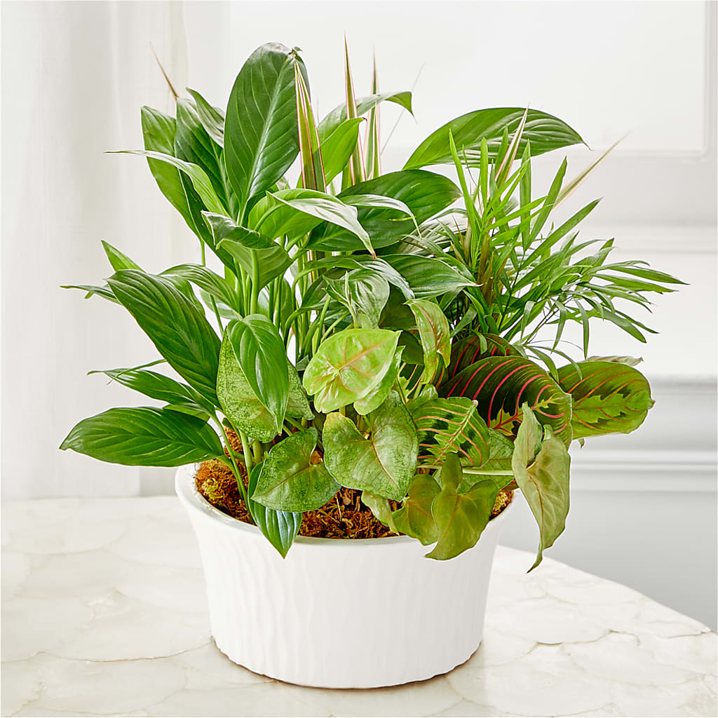 Balance & Harmony Dishgarden – Leekers Floral, Park City KS