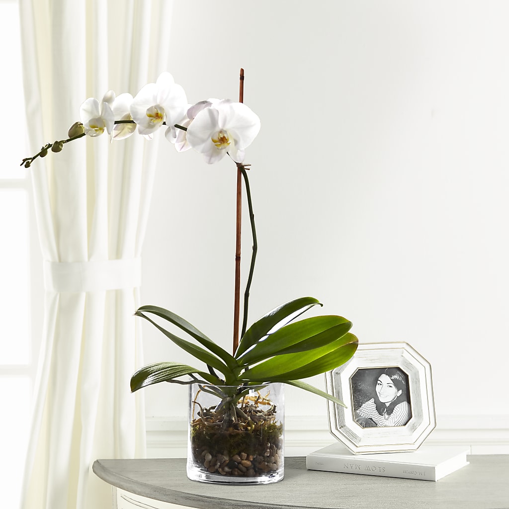 White Orchid Planter – Leekers Floral, Park City KS