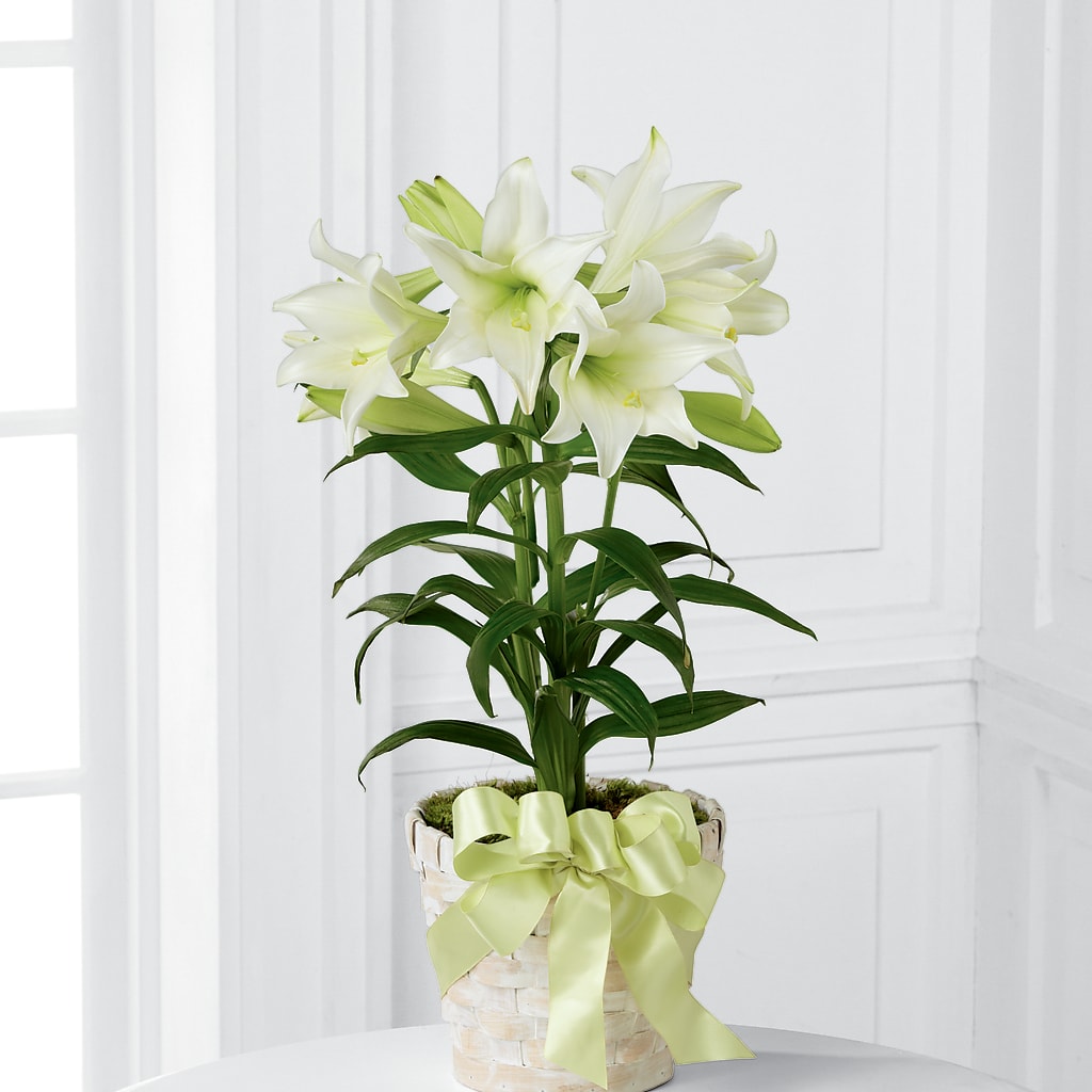 Easter Lily Plant –  Leekers Floral, Park City KS