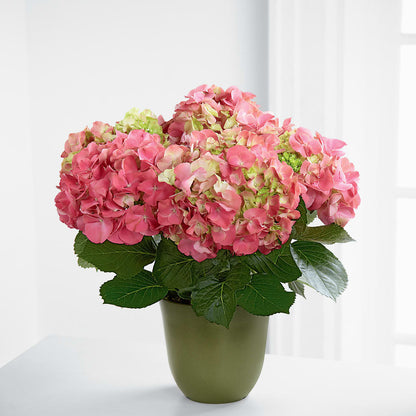 Pink Hydrangea Planter –  Leekers Floral, Park City KS