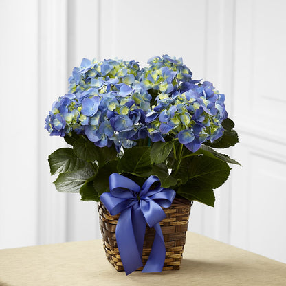 Blue Hydrangea Planter –  Leekers Floral, Park City KS