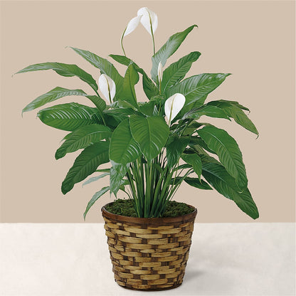Tranquil Moments Peace Lily Plant –  Leekers Floral, Park City KS