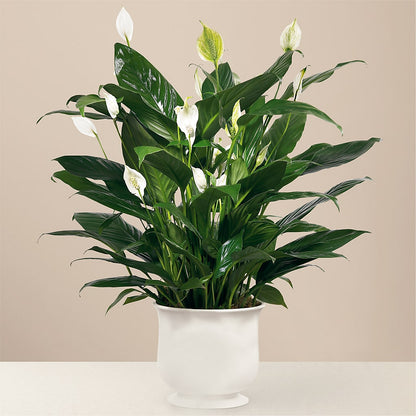 Comfort Planter –  Leekers Floral, Park City KS