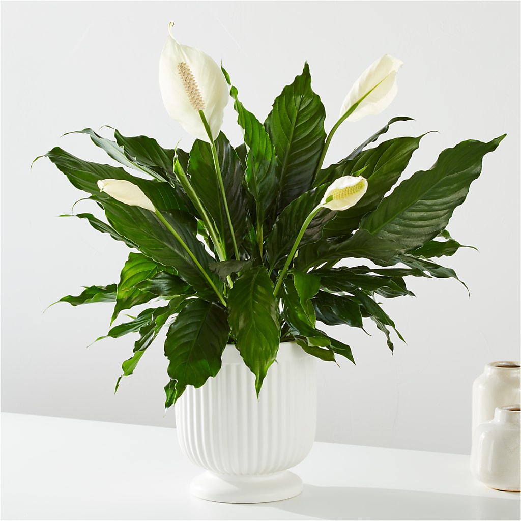 Comfort Planter –  Leekers Floral, Park City KS