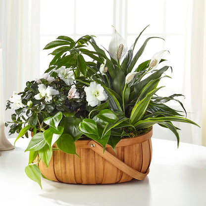 Serene Dishgarden –  Leekers Floral, Park City KS