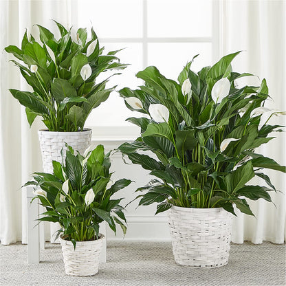 A New Leaf Peace Lily –  Leekers Floral, Park City KS