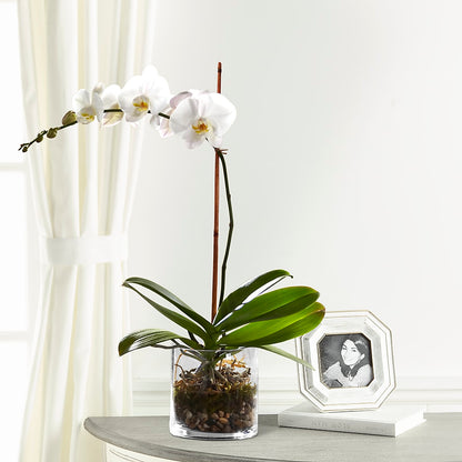 White Orchid Planter –  Leekers Floral, Park City KS