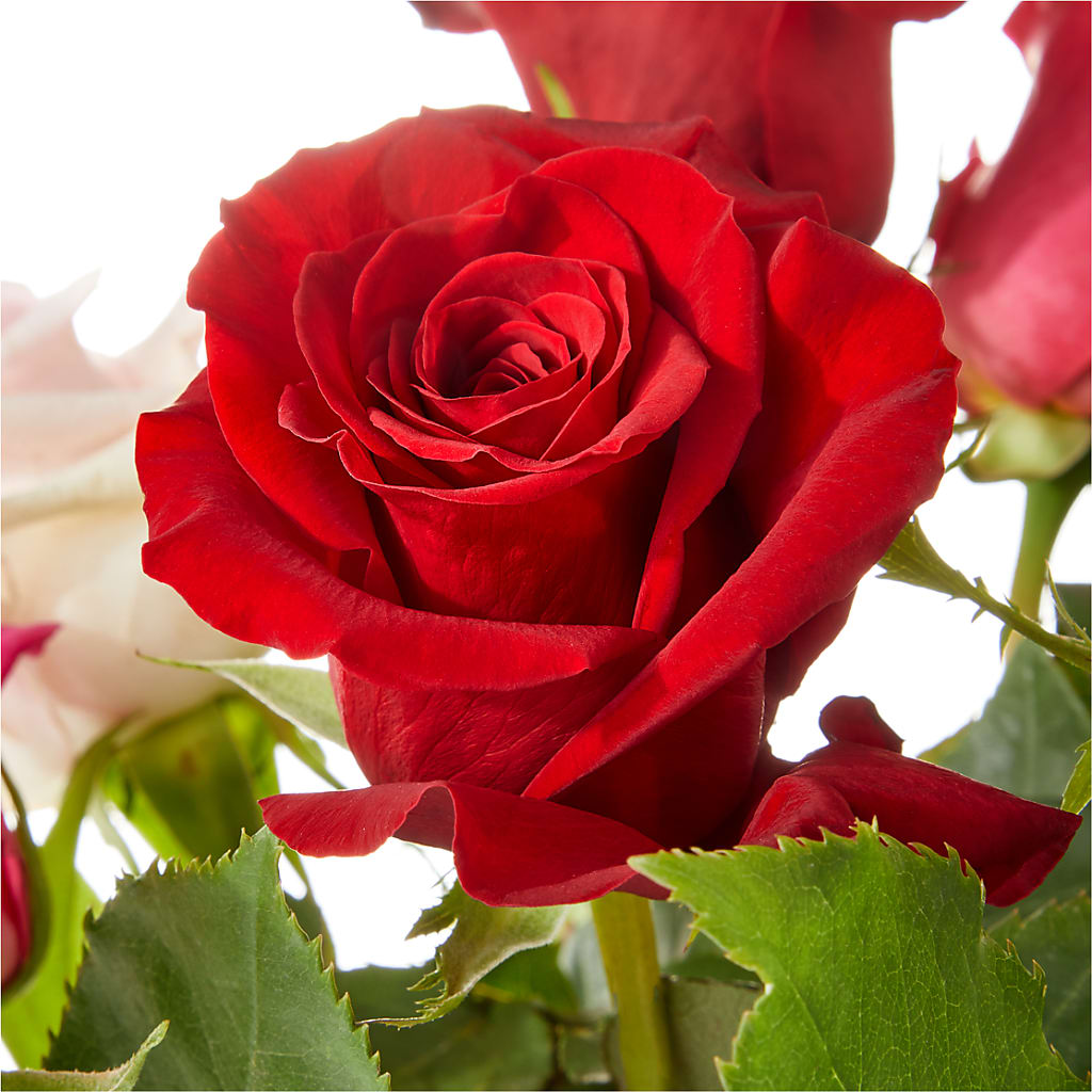 Love Notes Rose Bouquet –  Leekers Floral, Park City KS